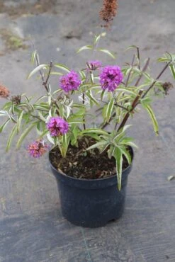 Vlinderstruik (Buddleja Davidii Petite 'Tutti Frutti') -Planten Verkoopwinkel buddleja davidii petite tutti fruitti 2 3.00 vita nova 1