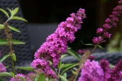 Vlinderstruik (Buddleja Davidii Petite 'Tutti Frutti') -Planten Verkoopwinkel buddleja free petite tutti fruitti podoras 13 10 1