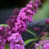 Vlinderstruik (Buddleja Davidii Petite 'Tutti Frutti') -Planten Verkoopwinkel buddleja free petite tutti fruitti podoras 13 7 1