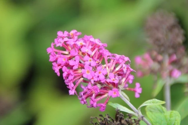 Vlinderstruik (Buddleja 'Miss Ruby') 6 Vlinderstruik (Buddleja 'Miss Ruby') - Afbeelding 6