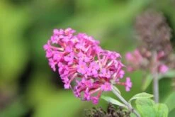 Vlinderstruik (Buddleja 'Miss Ruby') -Planten Verkoopwinkel buddleja miss ruby 5
