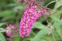 Vlinderstruik (Buddleja 'Miss Ruby') -Planten Verkoopwinkel buddleja miss ruby 6 1
