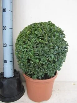 Buxusbol (Buxus Sempervirens, Bolvorm) -Planten Verkoopwinkel buxus 30 cm bol