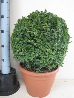 Buxusbol (Buxus Sempervirens, Bolvorm) -Planten Verkoopwinkel buxus 35 cm bol 1