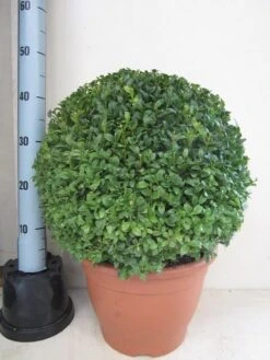 Buxusbol (Buxus Sempervirens, Bolvorm) -Planten Verkoopwinkel buxus 40 cm bol 1