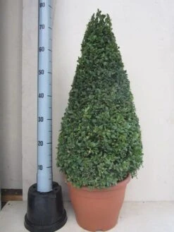 Buxus Als Pyramide (Buxus Sempervirens) -Planten Verkoopwinkel buxus 50 60 pyramide
