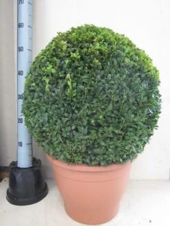 Buxusbol (Buxus Sempervirens, Bolvorm) -Planten Verkoopwinkel buxus 50 cm bol