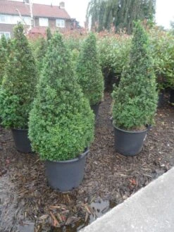 Buxus Als Pyramide (Buxus Sempervirens) -Planten Verkoopwinkel buxus sempervirens 60 80 100 c35 pyramide