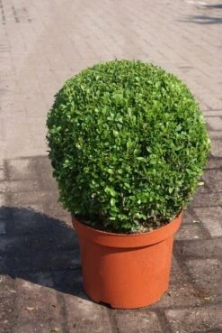 Buxusbol (Buxus Sempervirens, Bolvorm) -Planten Verkoopwinkel buxus sempervirens bol