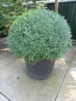 Buxusbol (Buxus Sempervirens, Bolvorm) -Planten Verkoopwinkel buxus sempervirens bol 100 120 140 c350 1