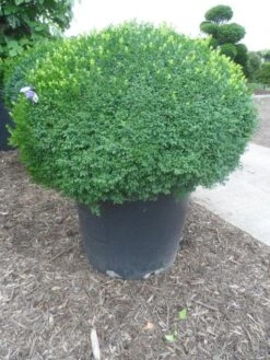 Buxusbol (Buxus Sempervirens, Bolvorm) -Planten Verkoopwinkel buxus sempervirens bol 120 130 1