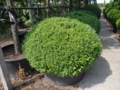 Buxusbol (Buxus Sempervirens, Bolvorm) -Planten Verkoopwinkel buxus sempervirens bol 120 140 1