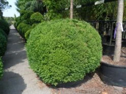 Buxusbol (Buxus Sempervirens, Bolvorm) -Planten Verkoopwinkel buxus sempervirens bol 140 160 1