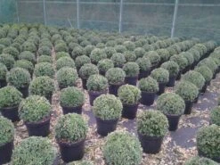 Buxusbol (Buxus Sempervirens, Bolvorm) -Planten Verkoopwinkel buxus sempervirens bol 20 25 30 c7 10 1