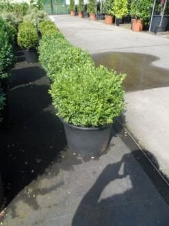 Buxusbol (Buxus Sempervirens, Bolvorm) -Planten Verkoopwinkel buxus sempervirens bol 25 30