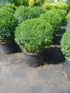 Buxusbol (Buxus Sempervirens, Bolvorm) -Planten Verkoopwinkel buxus sempervirens bol 40 50