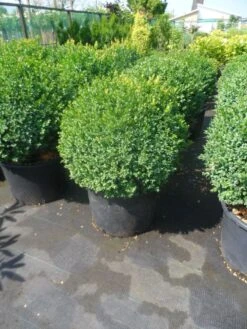Buxusbol (Buxus Sempervirens, Bolvorm) -Planten Verkoopwinkel buxus sempervirens bol 50 60 1
