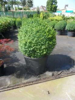 Buxusbol (Buxus Sempervirens, Bolvorm) -Planten Verkoopwinkel buxus sempervirens bol 70 80