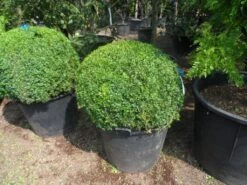Buxusbol (Buxus Sempervirens, Bolvorm) -Planten Verkoopwinkel buxus sempervirens bol 80 90 c110 1