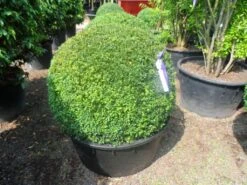 Buxusbol (Buxus Sempervirens, Bolvorm) -Planten Verkoopwinkel buxus sempervirens bol 90 100 c200