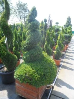 Buxus Als Spiraal (Buxus Sempervirens) -Planten Verkoopwinkel buxus sempervirens spiraal 150 175 houten bak extra dik