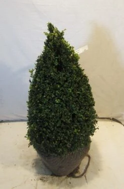 Buxus Als Pyramide (Buxus Sempervirens) -Planten Verkoopwinkel buxuskegel060 070