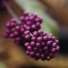 Schoonvrucht (Callicarpa Bodinieri 'Profusion') -Planten Verkoopwinkel cabprofu 30 6