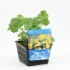 Dubbele Gele Dotterbloem (Caltha Palustris 'Multiplex') -Planten Verkoopwinkel caltha pal. multiplex 20180425120909