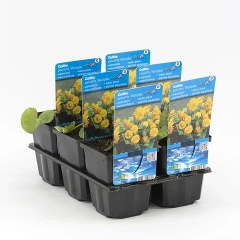 Dubbele Gele Dotterbloem (Caltha Palustris 'Multiplex') 4 Dubbele Gele Dotterbloem (Caltha Palustris 'Multiplex') - Afbeelding 4
