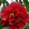 Camelia Als Leivorm (Camellia Japonica 'Doctor Burnside') -Planten Verkoopwinkel cam