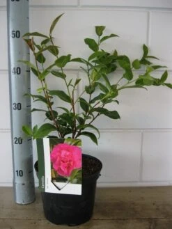 Camelia Als Leivorm (Camellia 'Debbie') -Planten Verkoopwinkel camelia debbie c3 20 08 2018