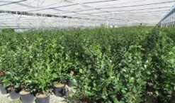 Camelia (Camellia 'Debbie') -Planten Verkoopwinkel camellia 4