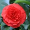 Camellia (Camellia Japonica 'Black Lace') -Planten Verkoopwinkel camellia black lace