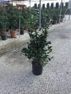 Camellia (Camellia Japonica 'Black Lace') -Planten Verkoopwinkel camellia black lace c12 1