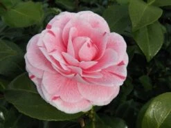 Camelia (Camellia Japonica 'Bonomiana') 6 Camelia (Camellia Japonica 'Bonomiana') -Planten Verkoopwinkel camellia bonomiana