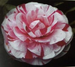 Camelia (Camellia Japonica 'Bonomiana')