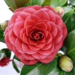 Camellia (Camellia Japonica 'Black Lace') -Planten Verkoopwinkel camellia jap. black lace p15 premium 1