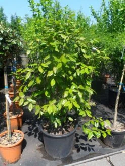 Camelia Als Leivorm (Camellia Japonica) -Planten Verkoopwinkel camellia japonica 125 150 175 c50