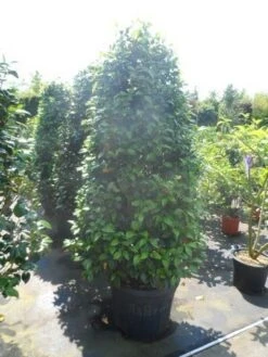 Camelia (Camellia, Rose) -Planten Verkoopwinkel camellia japonica 175 200 1 2