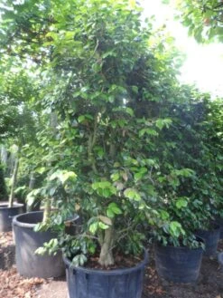 Camelia Als Leivorm (Camellia Japonica) -Planten Verkoopwinkel camellia japonica 200 250 300 cont