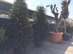 Camelia (Camellia, Rose) -Planten Verkoopwinkel camellia japonica 200 250 300 extra 1