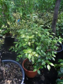 Camelia (Camellia, Rood) -Planten Verkoopwinkel camellia japonica 60 80 c20 25 1