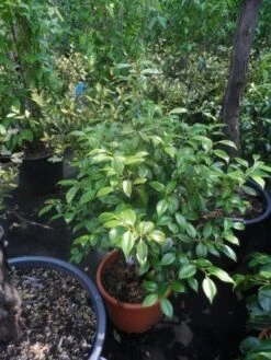 Camelia (Camellia, Rose) -Planten Verkoopwinkel camellia japonica 60 80 c20 25 1 2 1