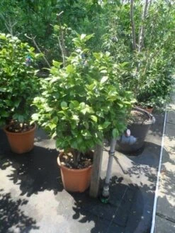 Camelia (Camellia 'Debbie') -Planten Verkoopwinkel camellia japonica 80 100 1 1 1