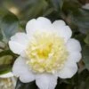 Camelia (Camellia Japonica 'Brushfield's Yellow') -Planten Verkoopwinkel camellia japonica brushfield s yellow 2