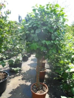 Camelia Op Stam (Camellia Japonica) -Planten Verkoopwinkel camellia japonica halfstam c35 50 1