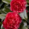 Camelia (Camellia Japonica 'Kramer's Supreme') -Planten Verkoopwinkel camellia japonica kramer s supreme 1