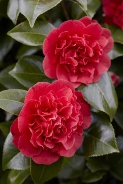 Camelia (Camellia Japonica 'Kramer's Supreme')
