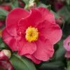 Camelia (Camellia Japonica 'San Dimas') -Planten Verkoopwinkel camellia japonica red 1