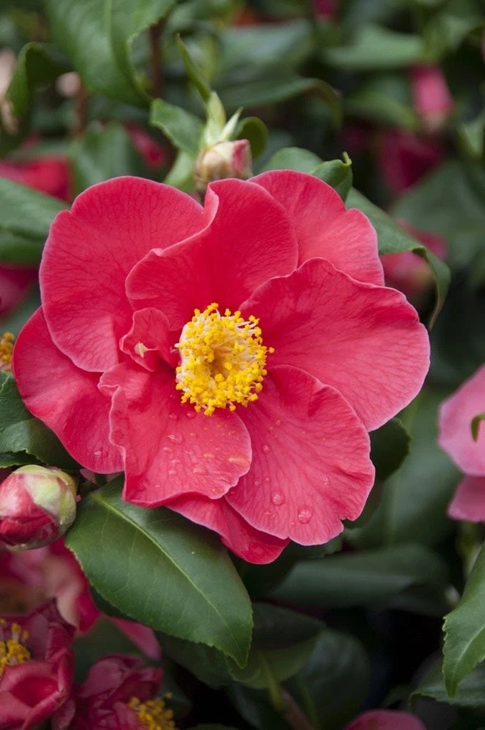 Camelia (Camellia Japonica 'San Dimas') 1 Camelia (Camellia Japonica 'San Dimas')